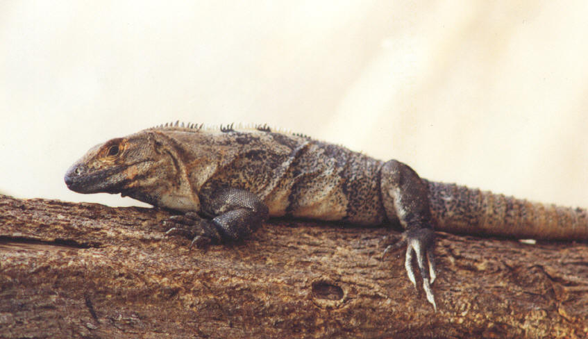 iguana.jpg (66607 bytes)